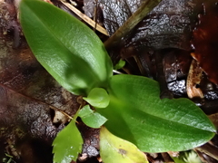Chiloglottis cornuta