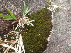 Campylopus arctocarpus