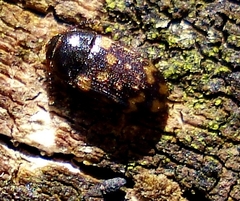 Mycetophagus atomarius