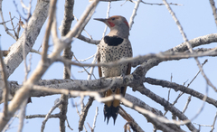 Colaptes auratus luteus × cafer
