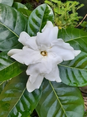 Gardenia