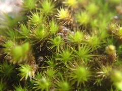 Campylopus arctocarpus