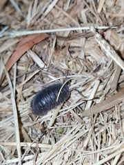 Porcellio