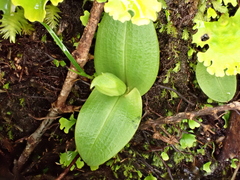 Chiloglottis cornuta