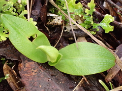 Chiloglottis cornuta
