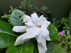Gardenia