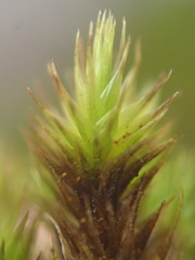 Campylopus arctocarpus