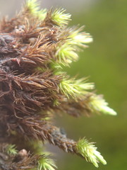 Campylopus arctocarpus