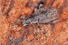 Brachyderes incanus