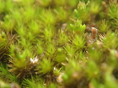 Campylopus arctocarpus