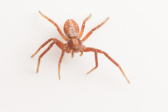 Philodromus rufus