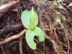Chiloglottis