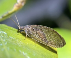 Hemerobius