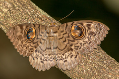 Erebus macrops