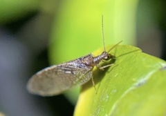 Hemerobius
