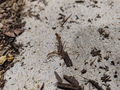 Superstitionia donensis