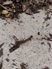 Superstitionia donensis