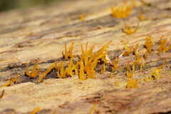 Calocera sinensis
