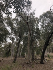 Eucalyptus rossii