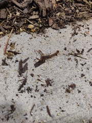 Superstitionia donensis