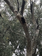 Eucalyptus rossii