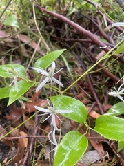 Clematis aristata