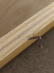 Superstitionia donensis