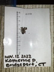 Larinioides sclopetarius