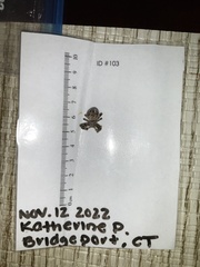 Larinioides sclopetarius