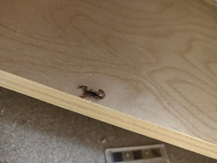 Superstitionia donensis