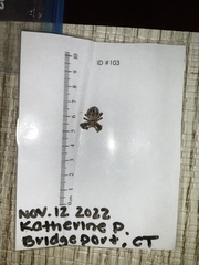 Larinioides sclopetarius