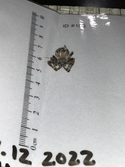 Larinioides sclopetarius