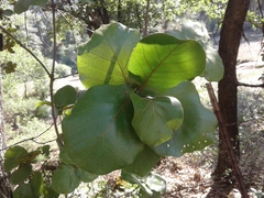 Quercus jonesii