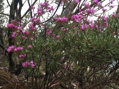 Boronia