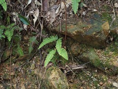 Dicranopteris