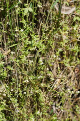 Asperula euryphylla
