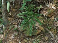 Adiantum flabellulatum