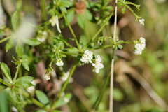 Asperula euryphylla