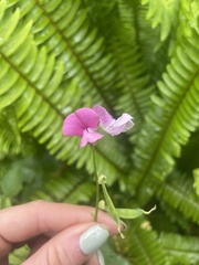 Dipogon lignosus