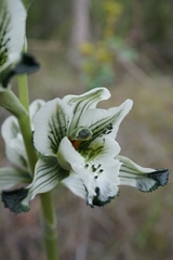 Chloraea bletioides