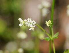 Asperula euryphylla