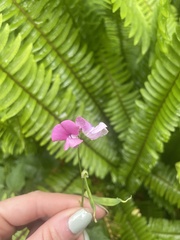 Dipogon lignosus