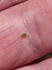 Macrosiphum