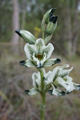 Chloraea bletioides