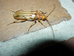 Ortholeptura valida