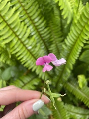 Dipogon lignosus