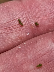 Macrosiphum