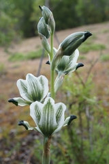 Chloraea bletioides