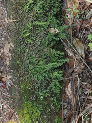 Selaginella repanda