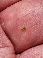 Macrosiphum